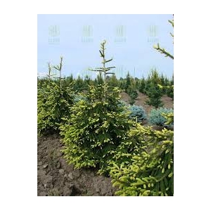Eglė rytinė (Picea orientalis) &#039;Aureospicata&#039;